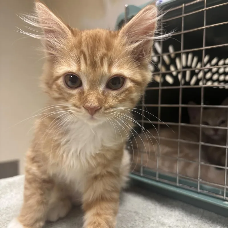 A baby small-sized female Orange / Red Domestic Long Hair cat named Rome for adoption in Riverside, CA