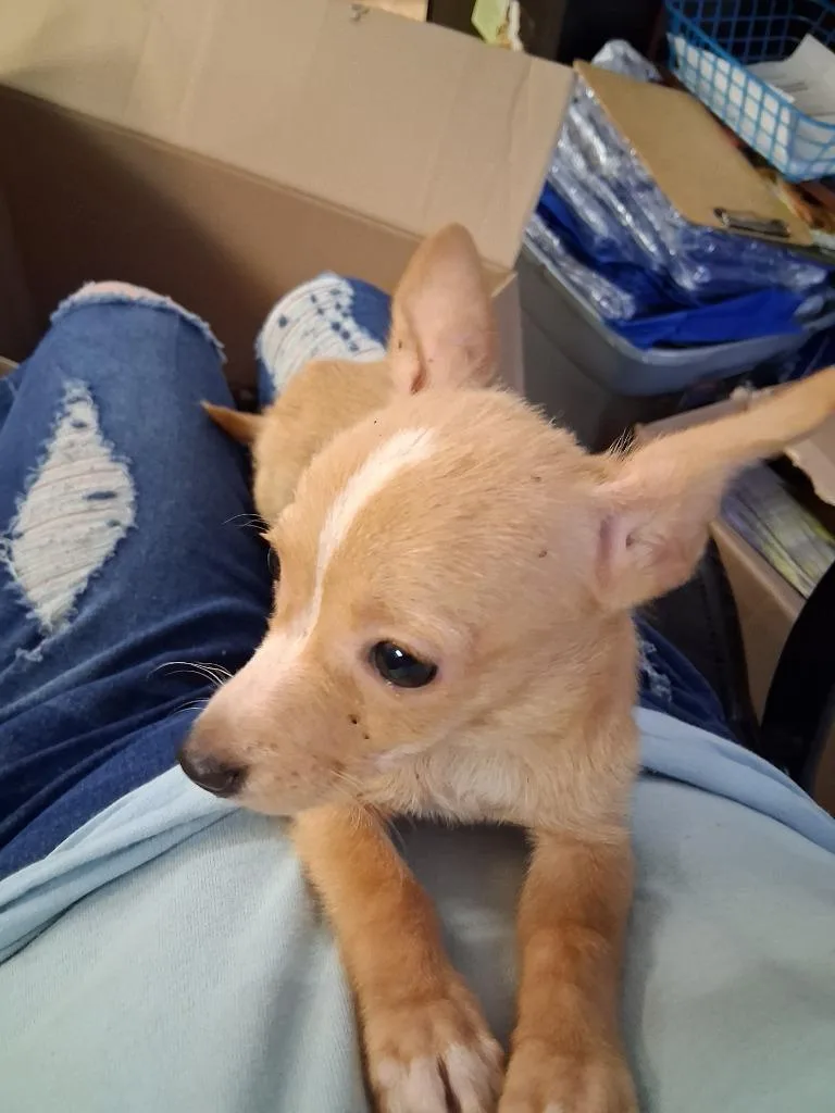 A baby small-sized male Chihuahua dog named Kade for adoption in Brownwood, TX