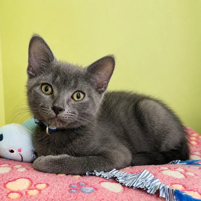 A baby medium-sized female Gray / Blue / Silver Domestic Short Hair cat named Chef for adoption in Pontiac, MI