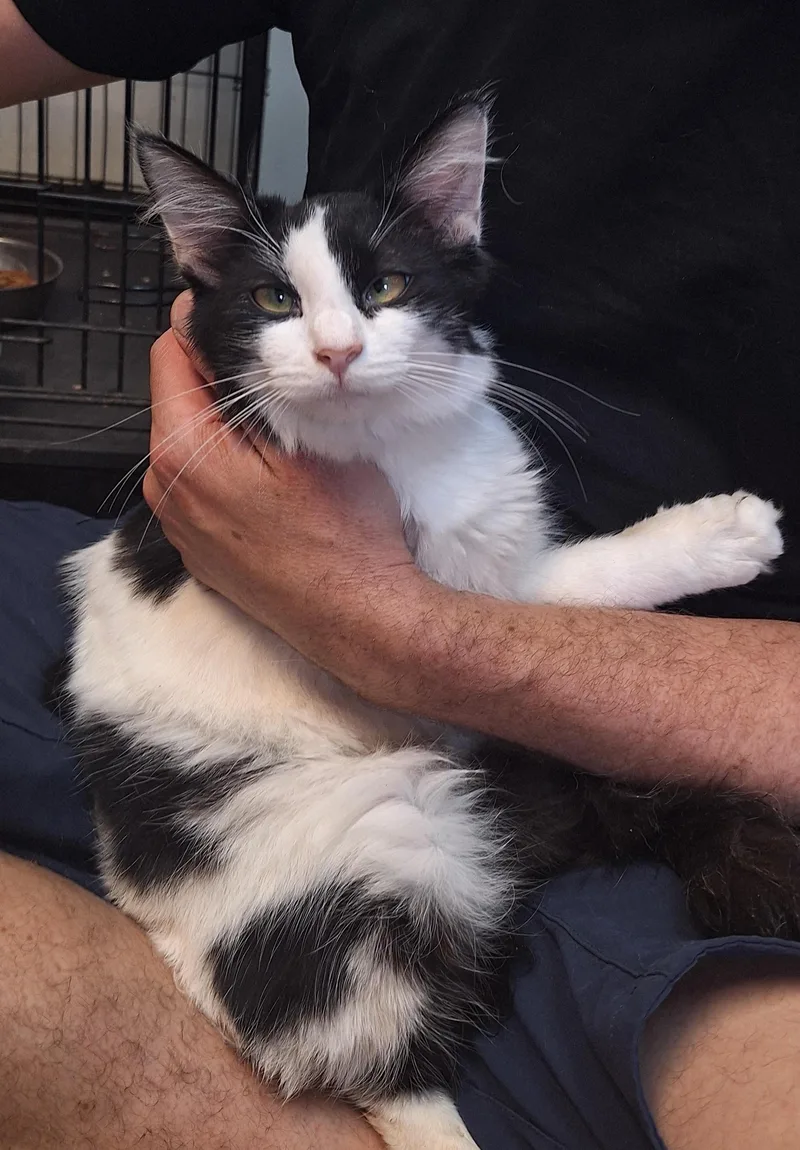 A young medium-sized male Domestic Medium Hair cat named Olly for adoption in Stanton, KY