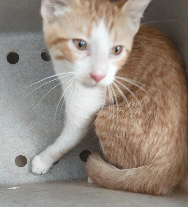A baby medium-sized male Domestic Short Hair cat named Pineapple for adoption in Lafayette, LA