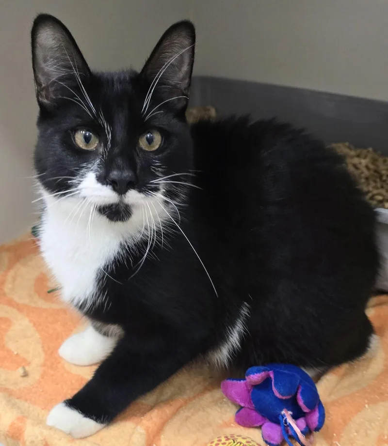 A baby large-sized male Black Domestic Short Hair cat named Brooke for adoption in Amityville, NY
