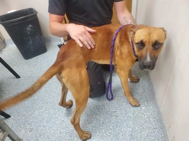 A young large-sized male Mixed Breed dog named Kisses for adoption in Garland, TX
