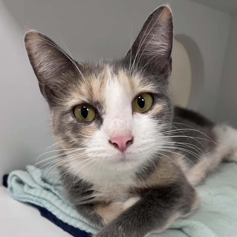 A young medium-sized female Calico Domestic Short Hair cat named Mia for adoption in Arlington Heights, IL
