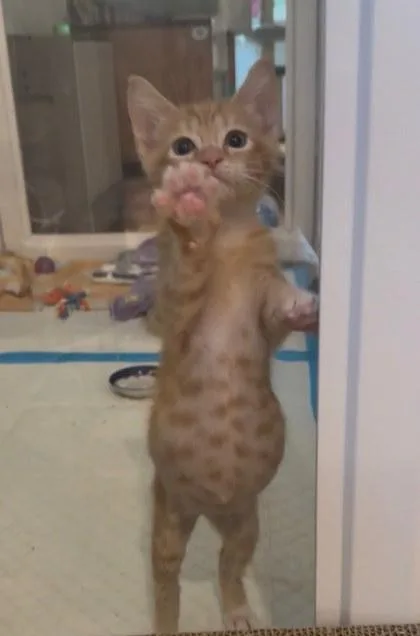 A baby small-sized male Domestic Short Hair cat named Gin for adoption in Chamblee, GA