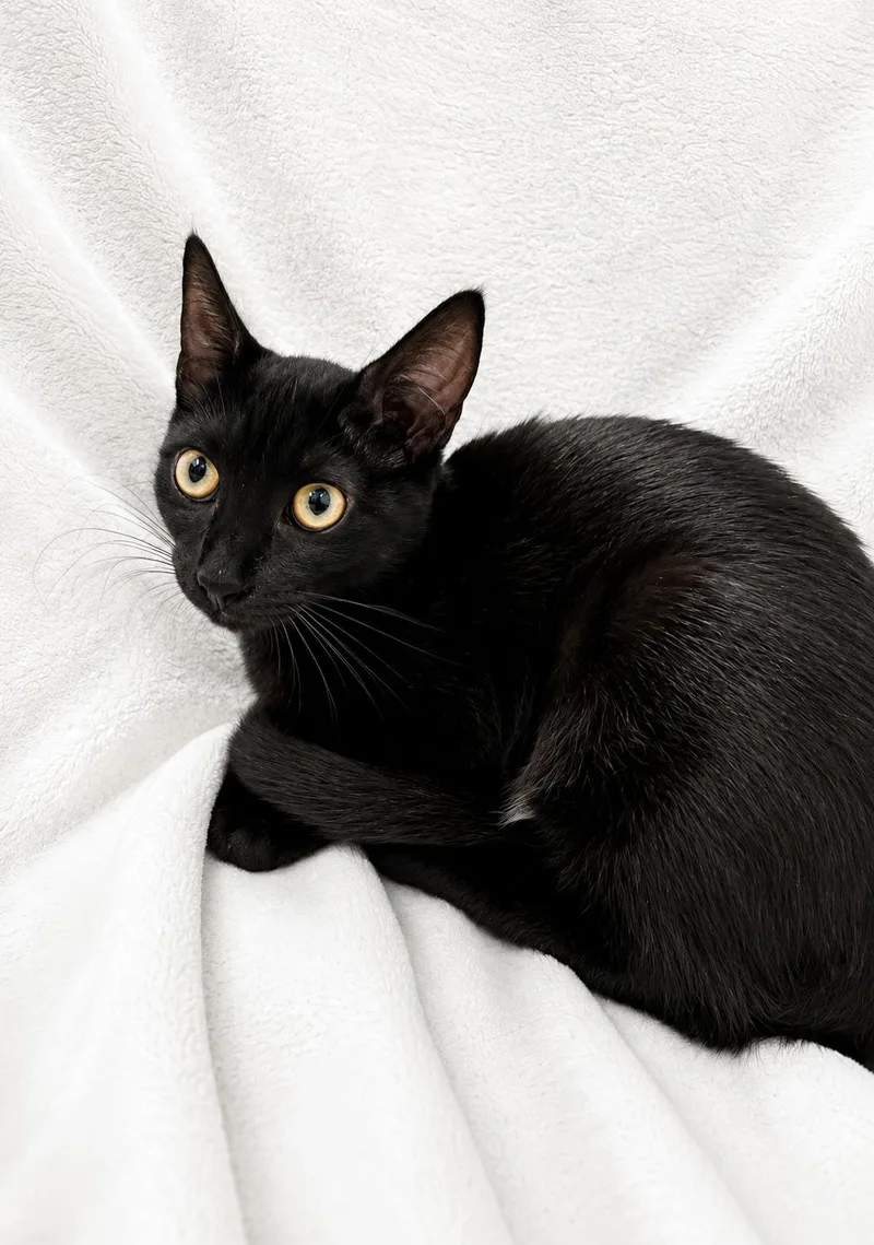 A baby medium-sized male Black Domestic Short Hair cat named Noir for adoption in Greensboro, NC