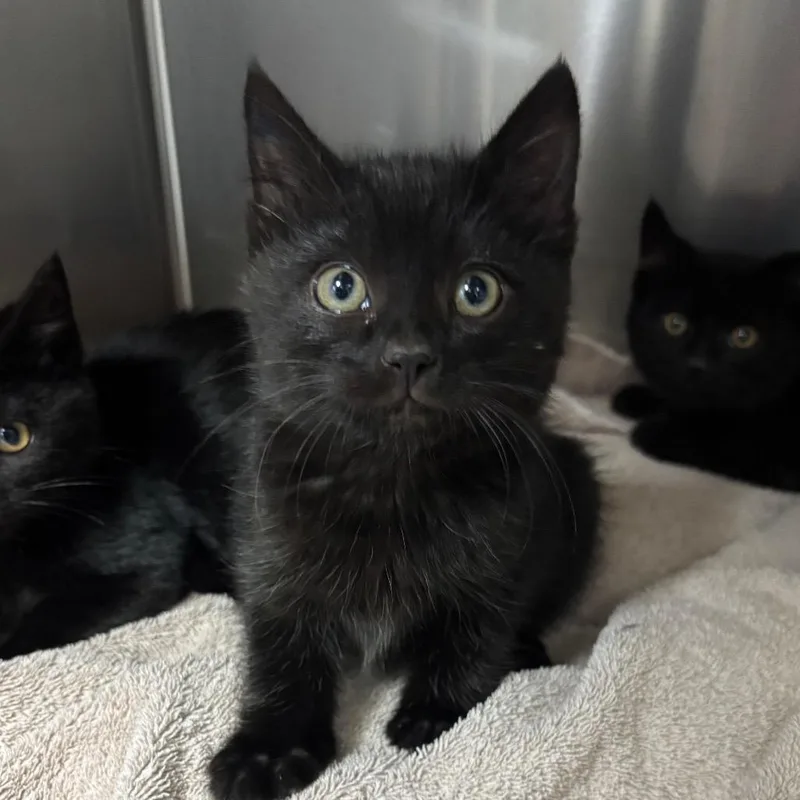 A baby small-sized male Domestic Short Hair cat named Sam for adoption in Spokane, WA