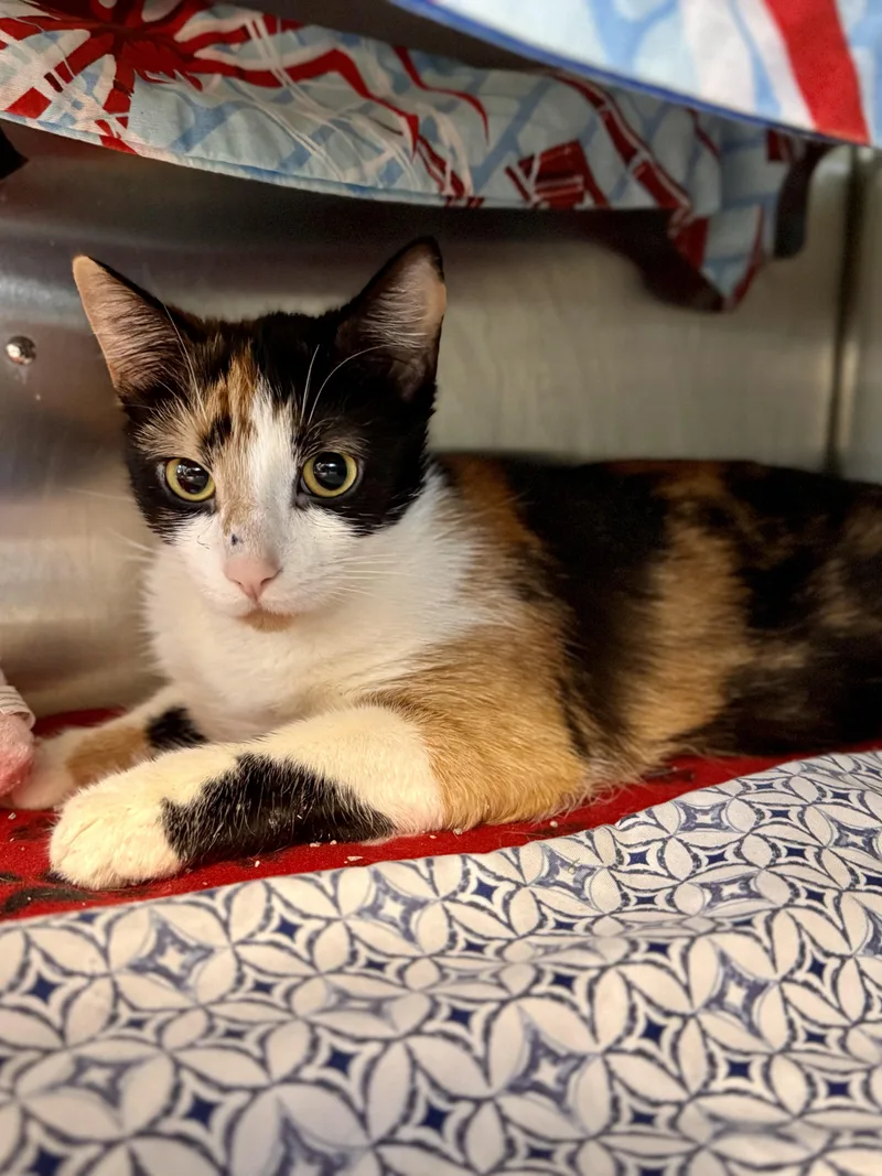 A young medium-sized female Calico Domestic Short Hair cat named Pinterest for adoption in Midland, MI