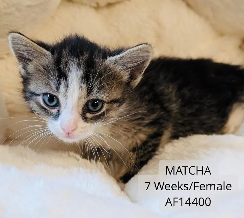 A young medium-sized female Tabby (Brown / Chocolate) Domestic Short Hair cat named Matcha for adoption in Supply, NC