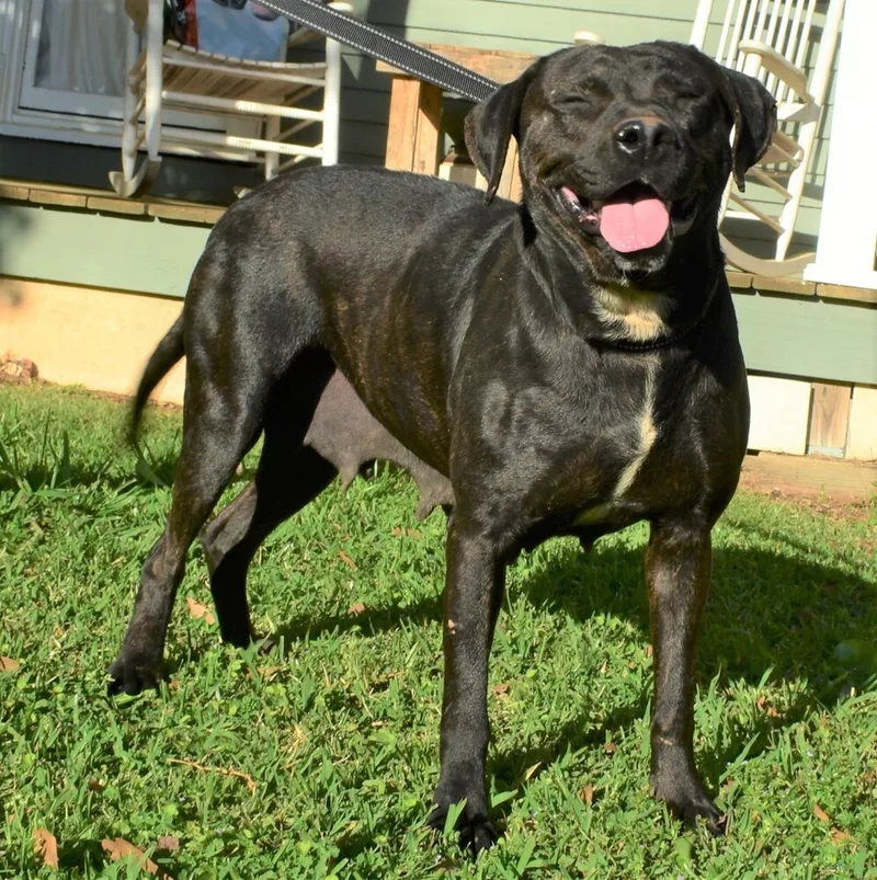 An adult medium-sized female Boxer dog named Daffodil Sponsored Fee for adoption in Pontotoc, MS