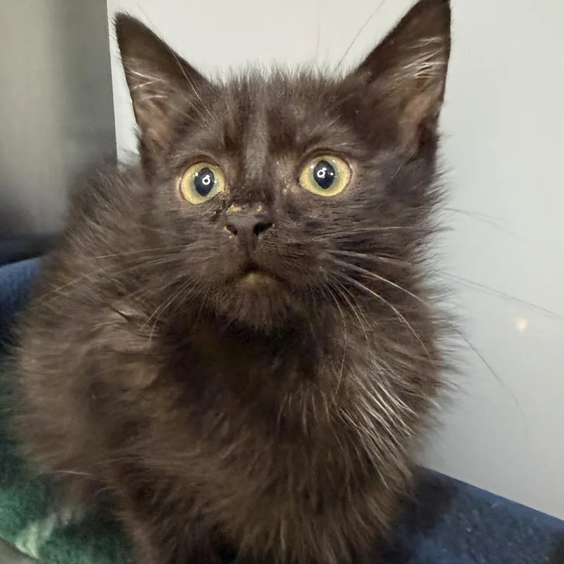 A baby small-sized female Domestic Short Hair cat named Shakipiro for adoption in Los Angeles, CA