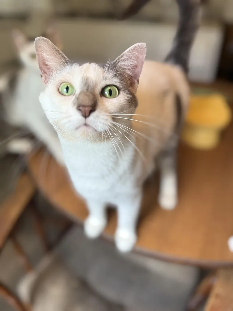 An adult medium-sized female White Domestic Short Hair cat named Nova for adoption in Royalton, IL