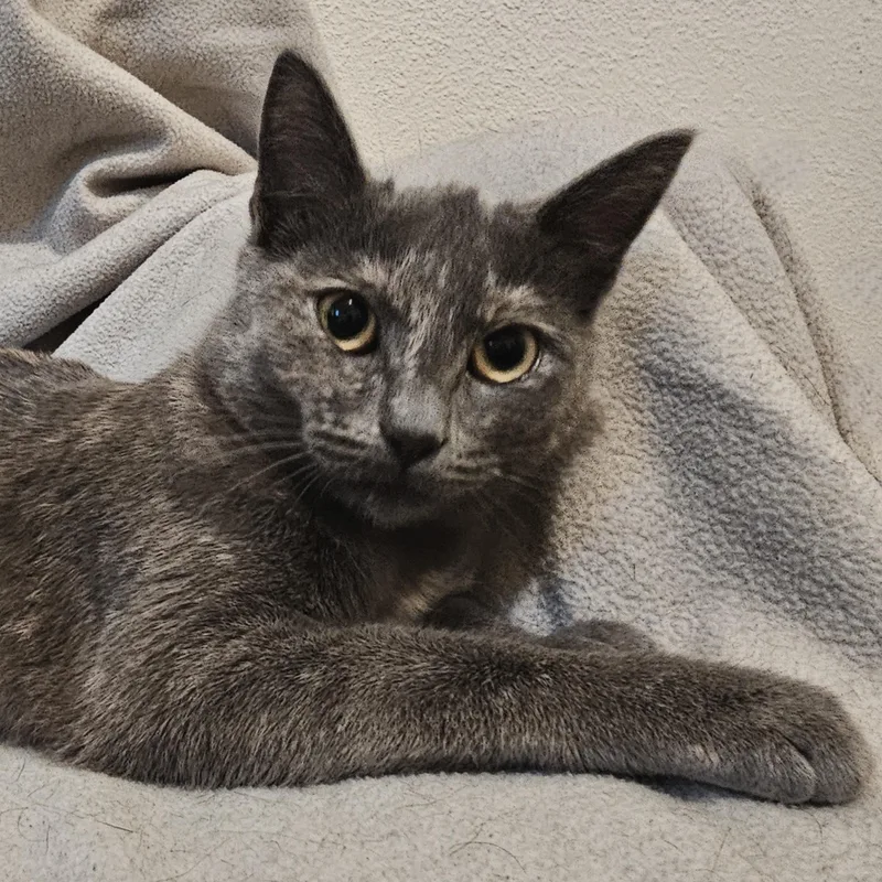 Luna  Special Needs thumbnail 4