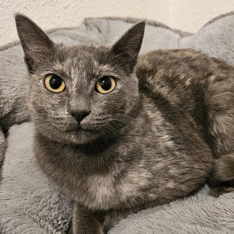 Luna  Special Needs thumbnail 5