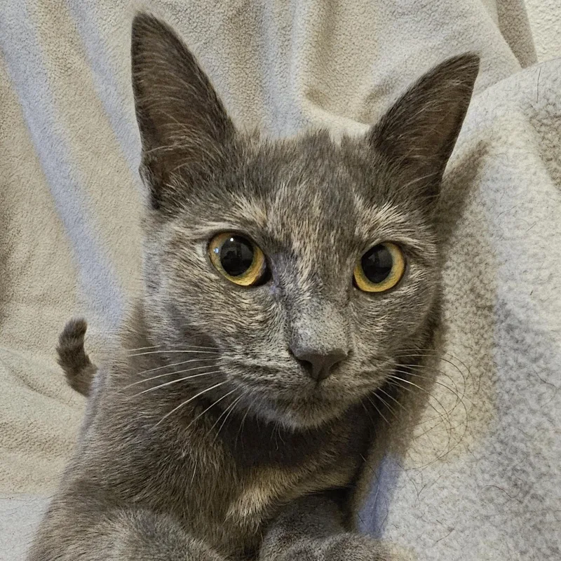 Luna  Special Needs thumbnail 6