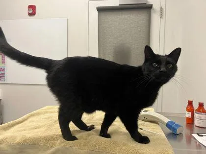 An adult large-sized male Black Domestic Short Hair cat named Makin' Bacon Pancakes for adoption in Kansas City, MO