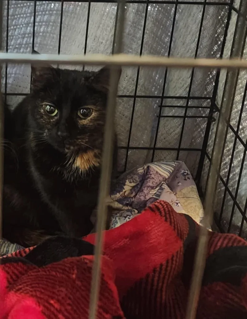 Morticia thumbnail 2