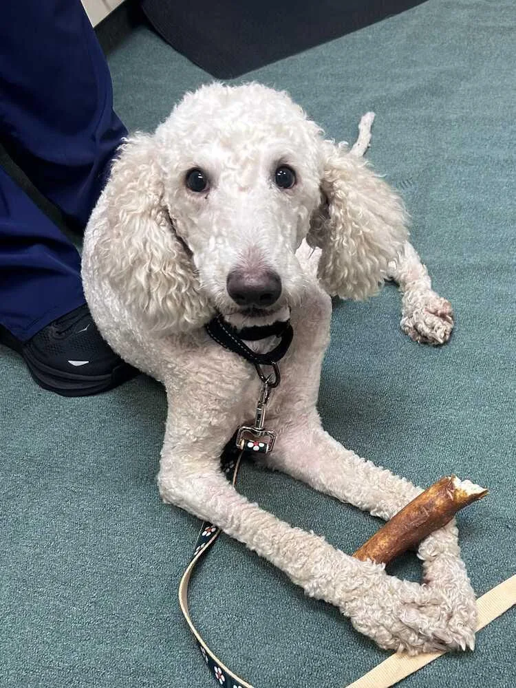 An adult large-sized female White / Cream Poodle dog named Dahly for adoption in Silver Spring, MD