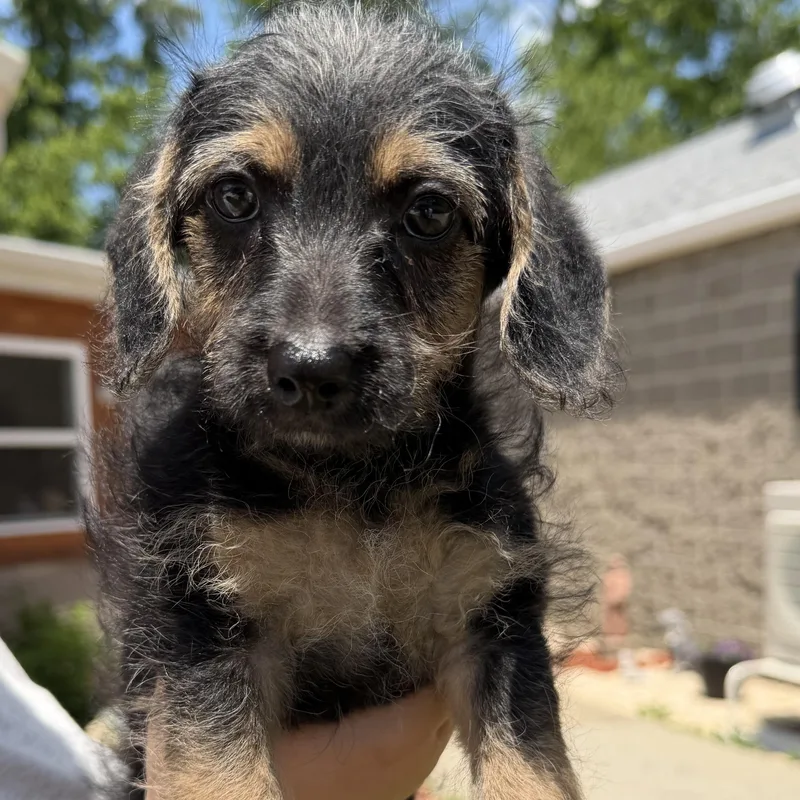 A baby small-sized male Black Poodle dog named Ralph for adoption in Latrobe, PA