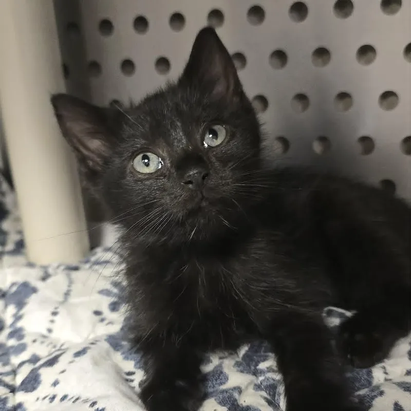 A baby medium-sized female Black Domestic Short Hair cat named Kiva for adoption in Orange, VA