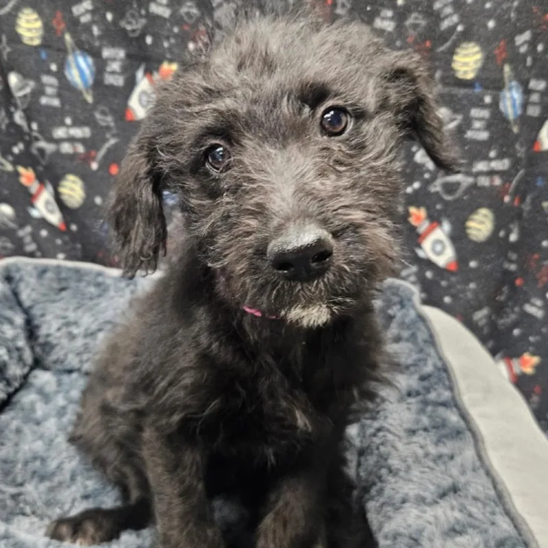 A baby small-sized female Black Labrador Retriever dog named Dionne for adoption in Bellingham, WA