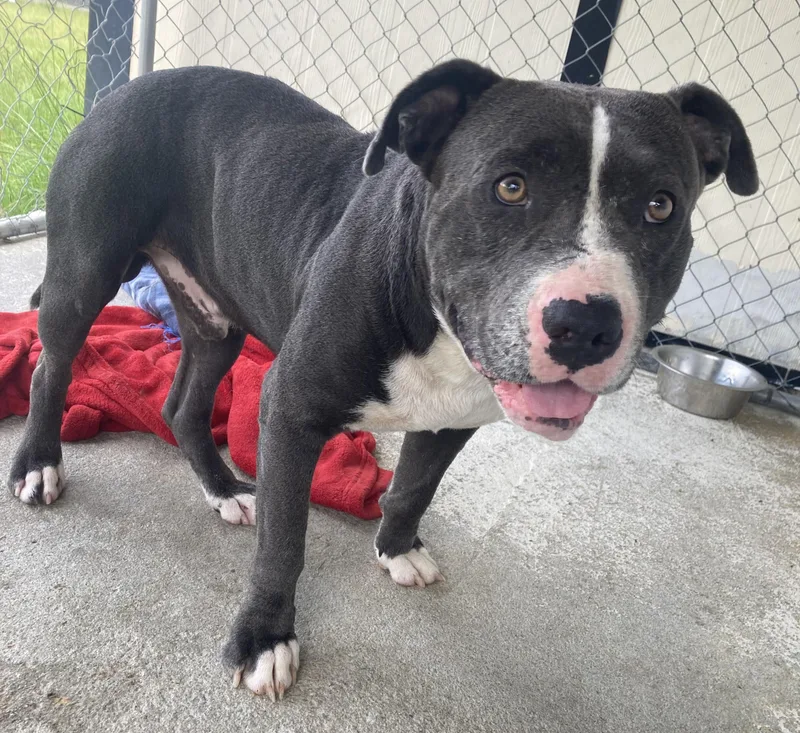 An adult medium-sized male American Staffordshire Terrier dog named Casper for adoption in Manning, SC