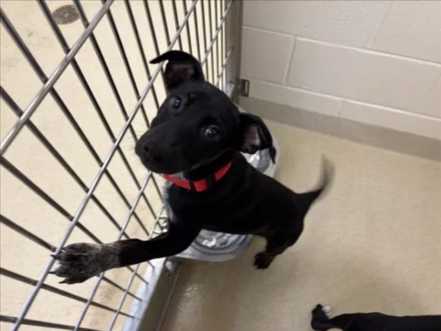 A baby small-sized female Pit Bull Terrier dog named Kiara for adoption in Chapel Hill, NC