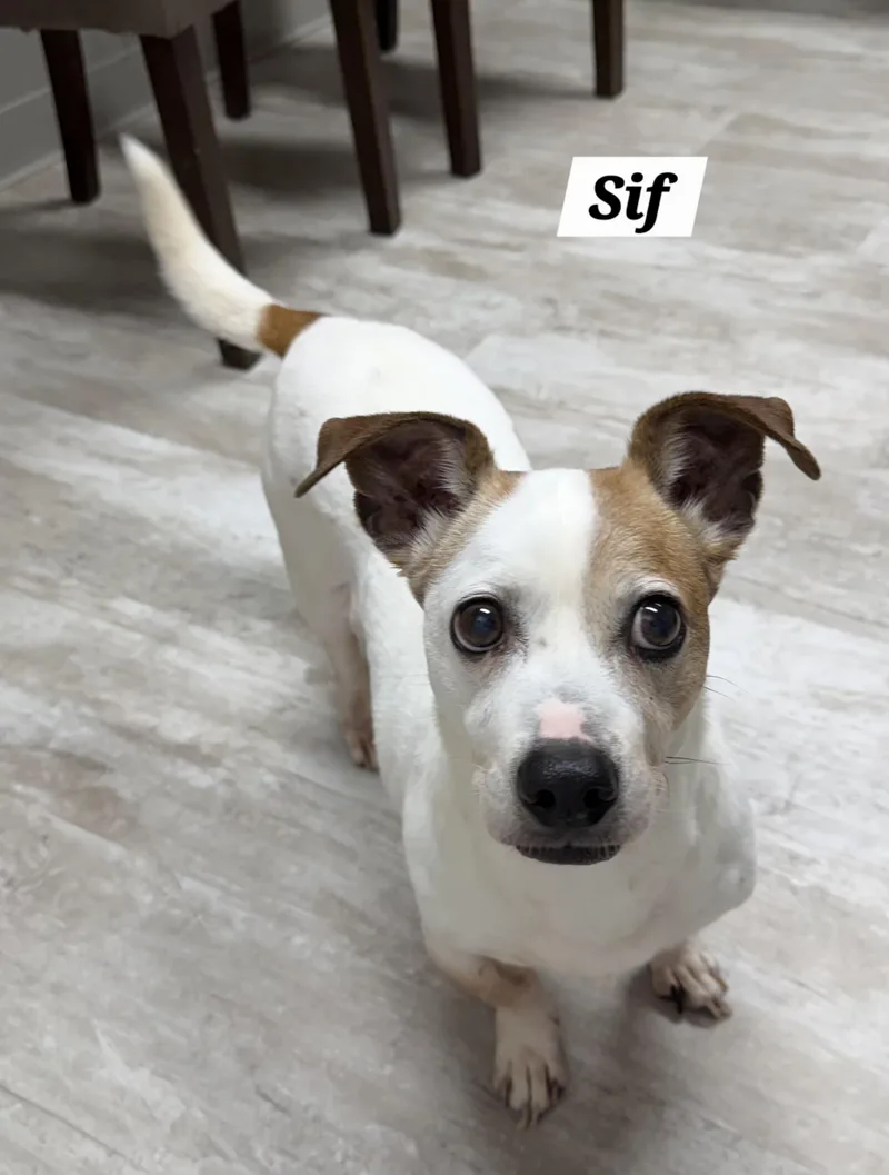 A senior small-sized male White / Cream Jack Russell Terrier dog named Sif for adoption in Urbana, OH