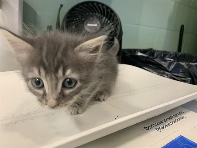 A baby small-sized female Domestic Short Hair cat named Binx for adoption in Grand Prairie, TX