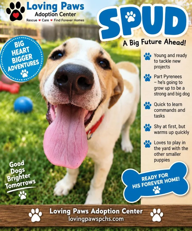 A baby medium-sized male Great Pyrenees dog named Spud for adoption in Crocker, MO