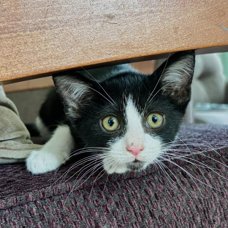 A baby small-sized male Black Domestic Short Hair cat named Roger for adoption in Harrisonburg, VA