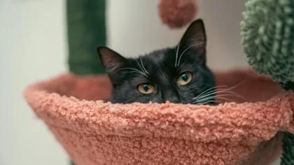 Truffles thumbnail 2