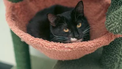 Truffles thumbnail 3