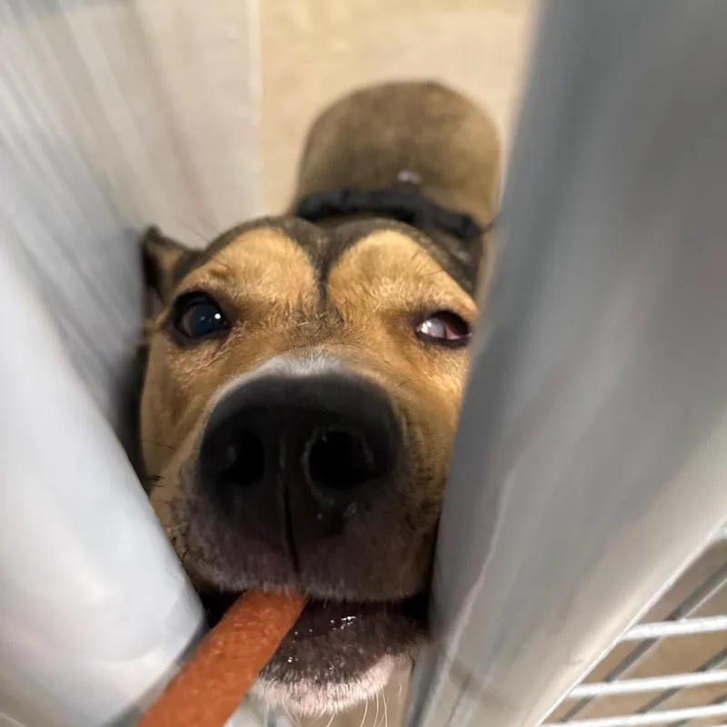 Moochie Mooch thumbnail 4