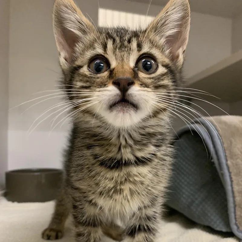 A baby small-sized male Brown / Chocolate Domestic Short Hair cat named Luigi for adoption in Redwood City, CA