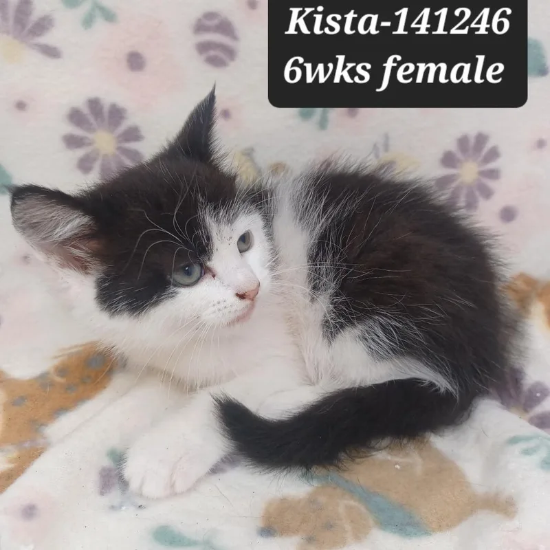 A baby small-sized female Domestic Short Hair cat named Kista for adoption in New Tazewell, TN