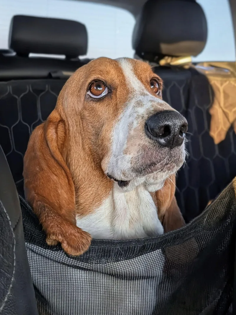 An adult large-sized female Basset Hound dog named Beans for adoption in TULSA, OK