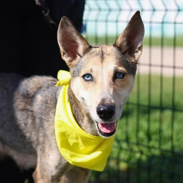 A young medium-sized female German Shepherd Dog dog named Ophelia for adoption in San Antonio, TX