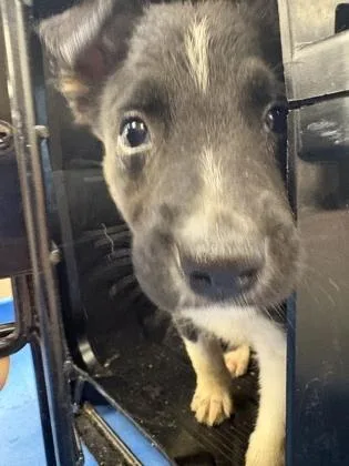 A baby large-sized male German Shepherd Dog dog named Ristretto for adoption in Sacramento, CA