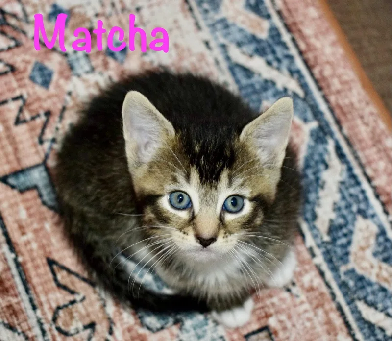 A baby medium-sized female Domestic Short Hair cat named Matcha for adoption in Reston, VA