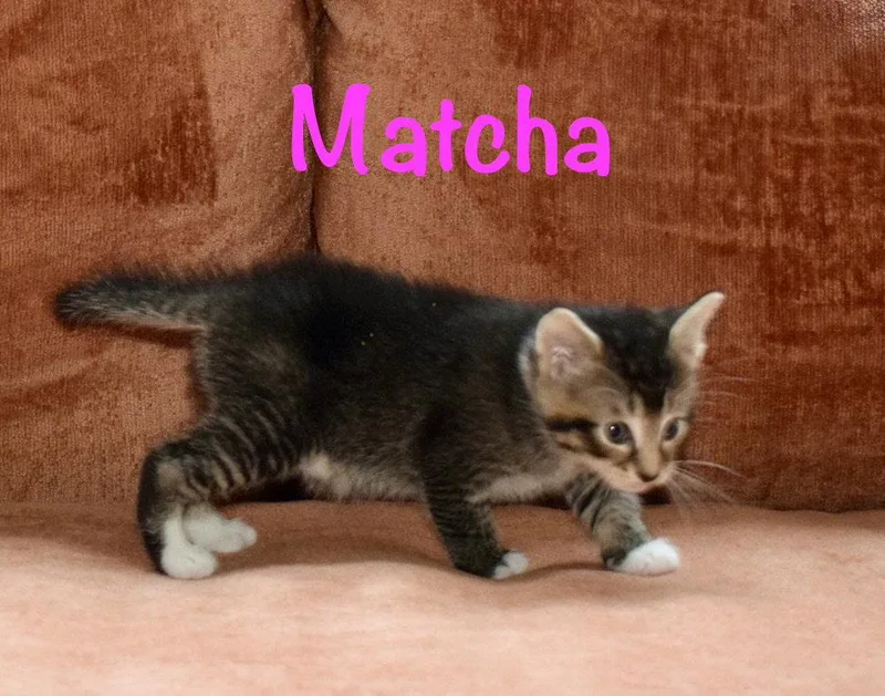 Matcha thumbnail 2