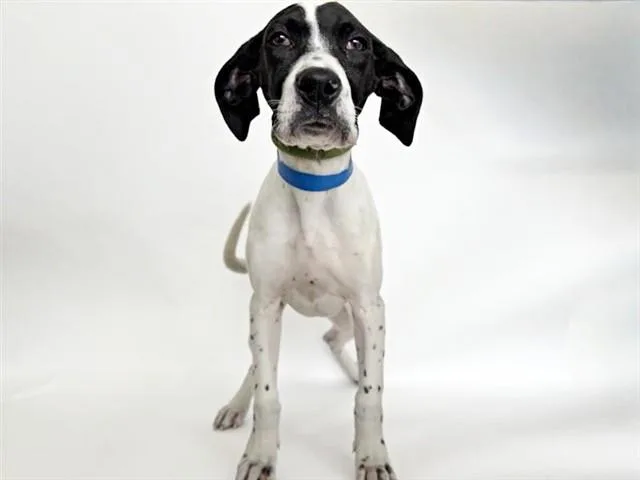 A baby small-sized male Terrier dog named Mookie for adoption in Saint Louis, MO