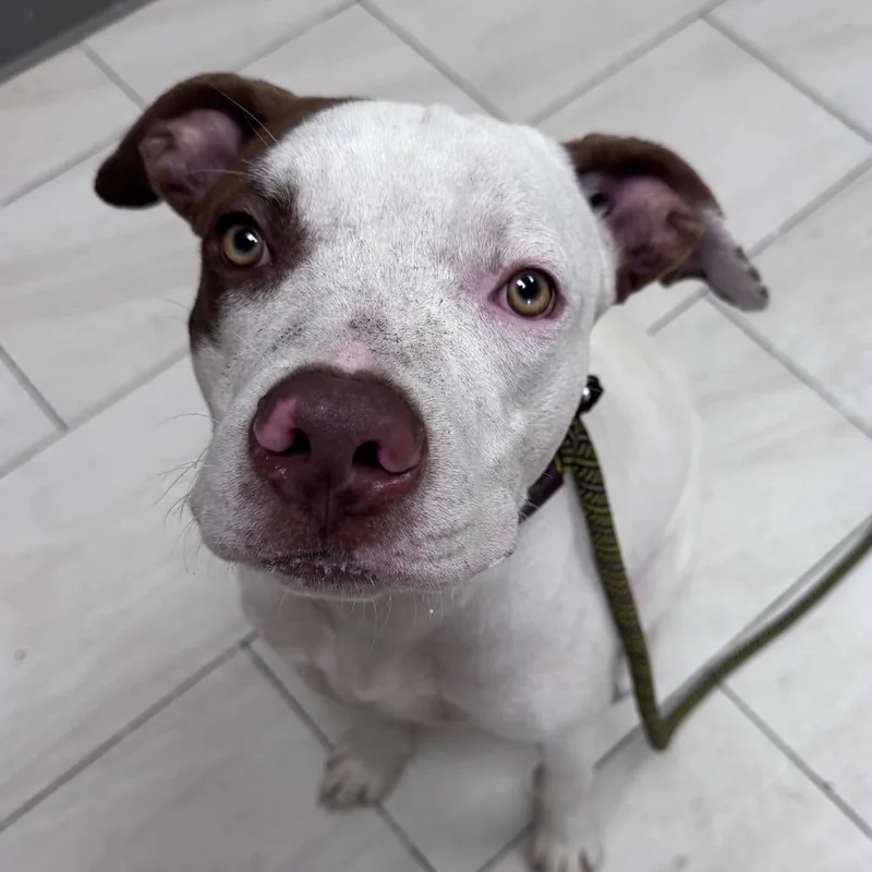 An adult medium-sized male Pit Bull Terrier dog named Cody for adoption in Lufkin, TX