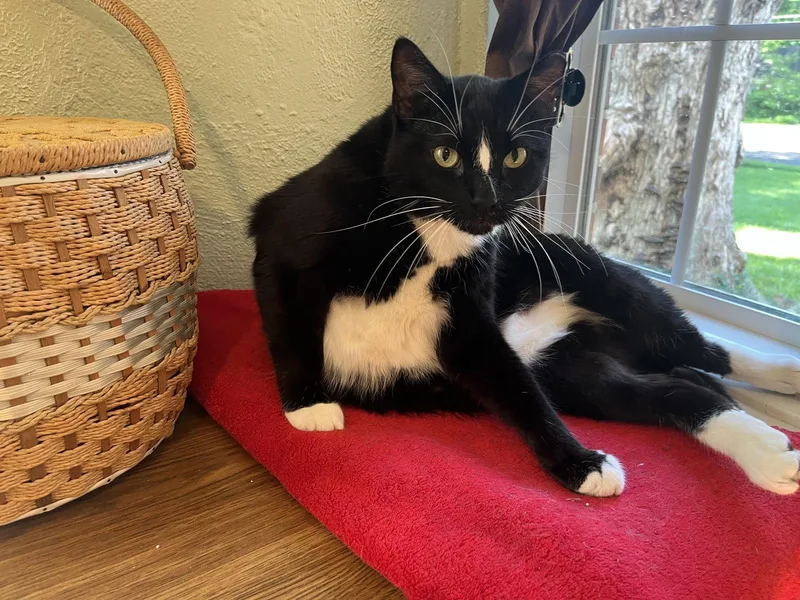 An adult large-sized male Black & White / Tuxedo Domestic Short Hair cat named Dude for adoption in Kansas City, MO