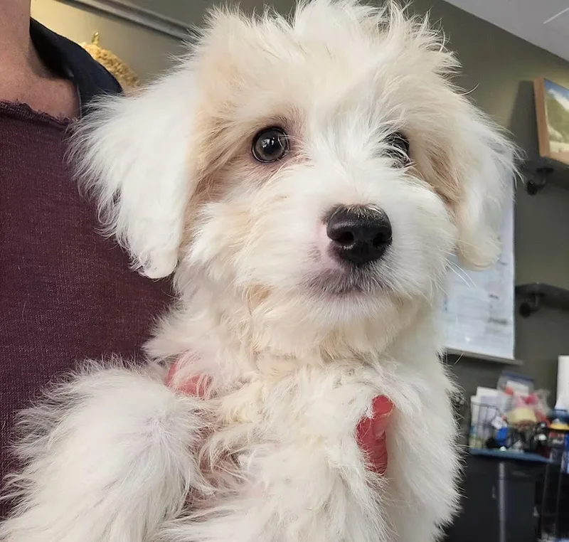 A baby small-sized female Terrier dog named Suzuki for adoption in Thousand Oaks, CA