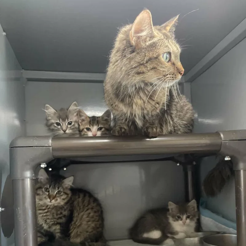 An adult medium-sized female Brown / Chocolate Domestic Short Hair cat named Heyla C for adoption in Princeton, MN