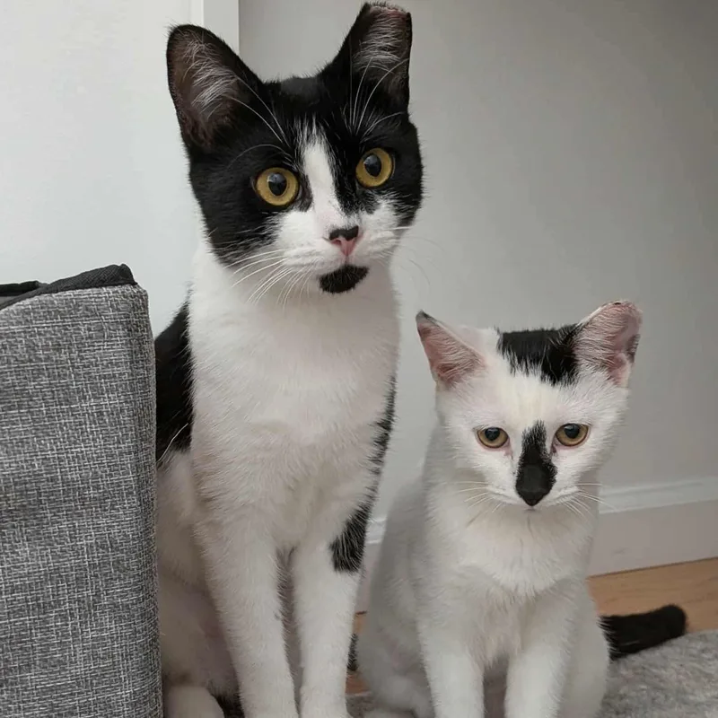 A young medium-sized female Black & White / Tuxedo Domestic Short Hair cat named Daisy & Lily for adoption in Forest Hills, NY