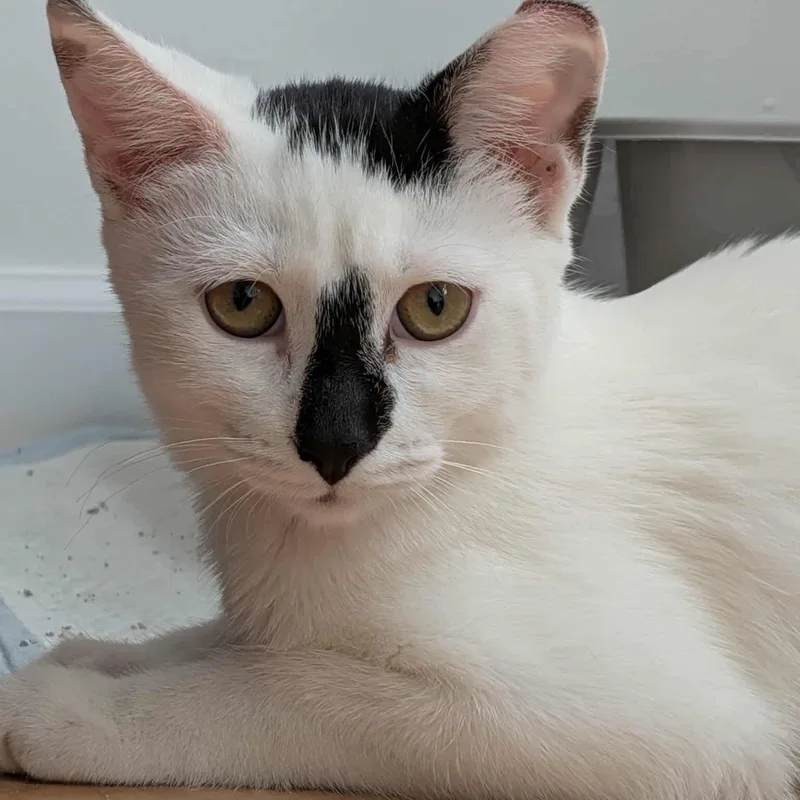 Daisy & Lily thumbnail 4