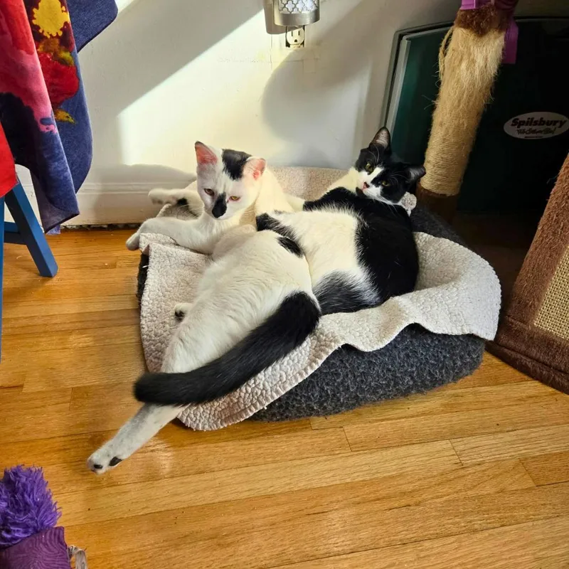 Daisy & Lily thumbnail 5