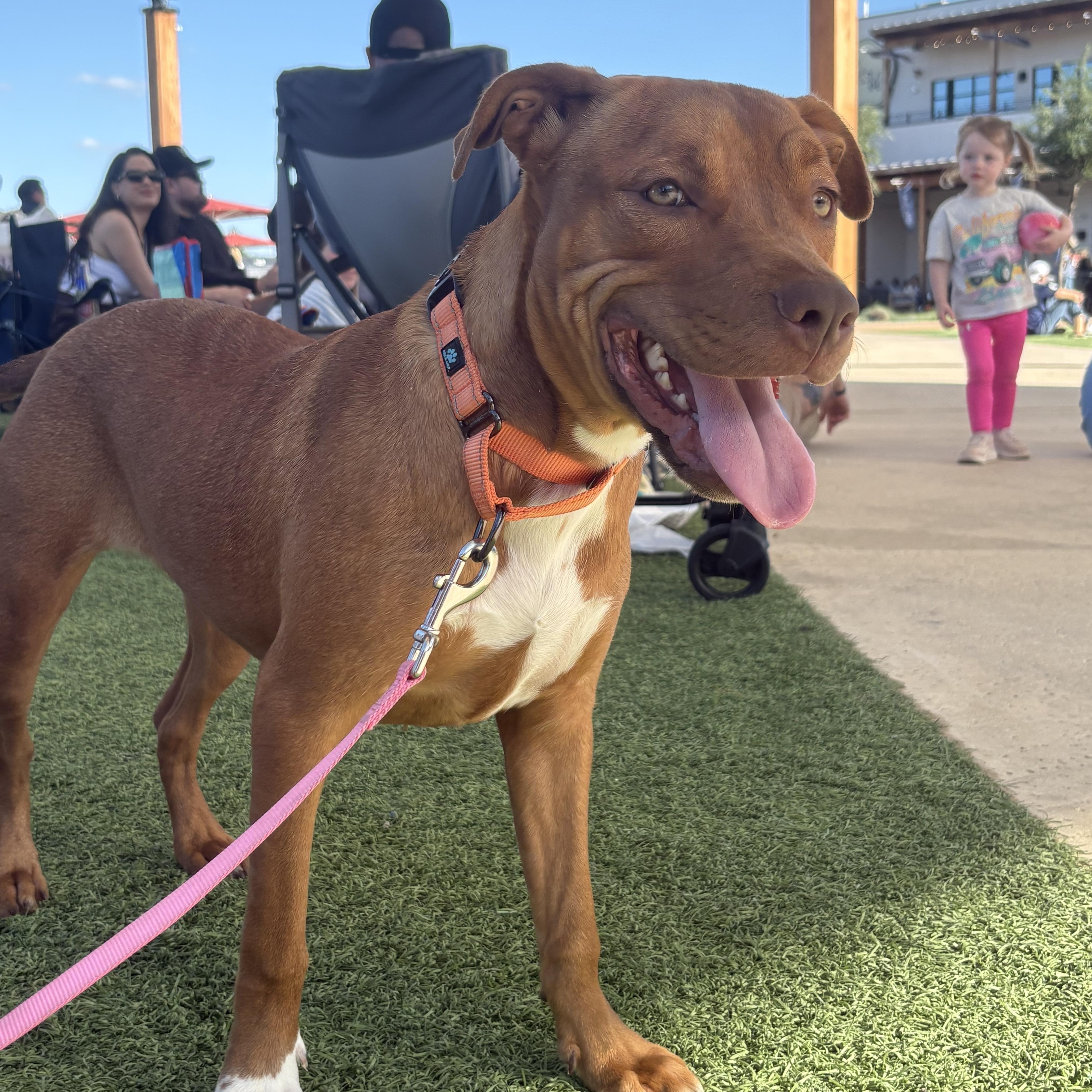 A young medium-sized female Pit Bull Terrier dog named Bubbles for adoption in San Antonio, TX